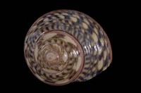 藏品(肋䗉螺)的圖片